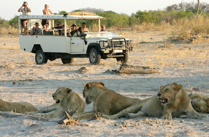 Lions near vehicle