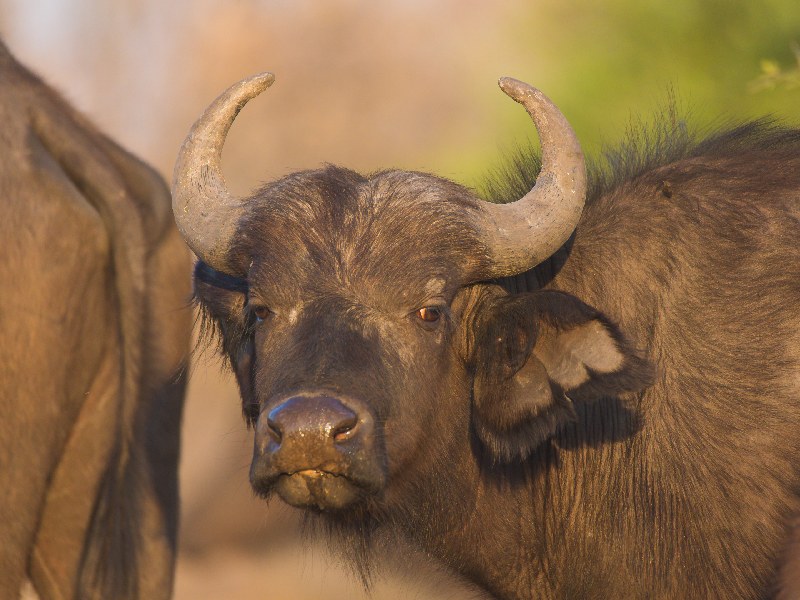 Read more about the article BUFFALO SAFARI 7 NIGHTS