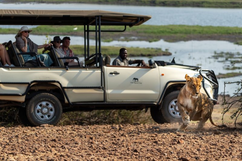 Chobe Elephant