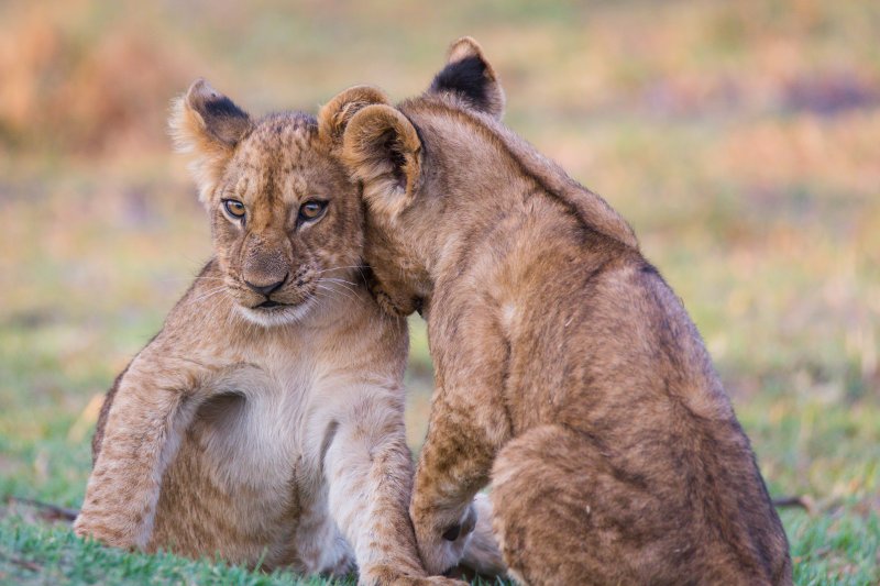 lion cubs