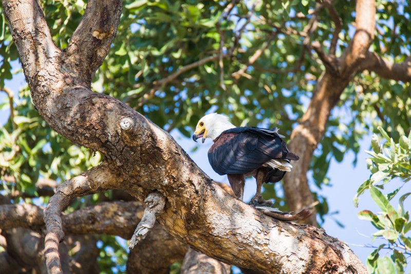 Eagle on the tree