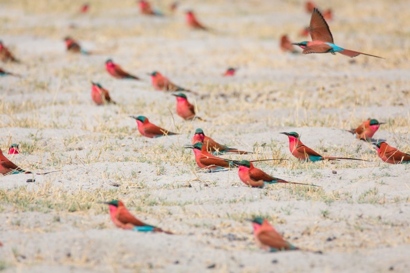 birds botswana