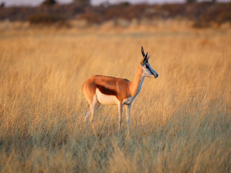 Steenbok in meadows