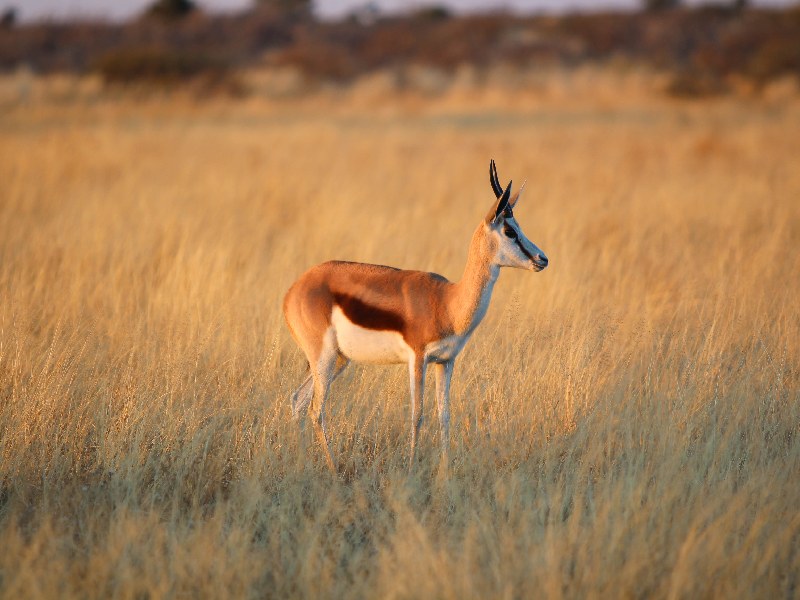 Read more about the article THE KALAHARI SAFARI 6 NIGHTS