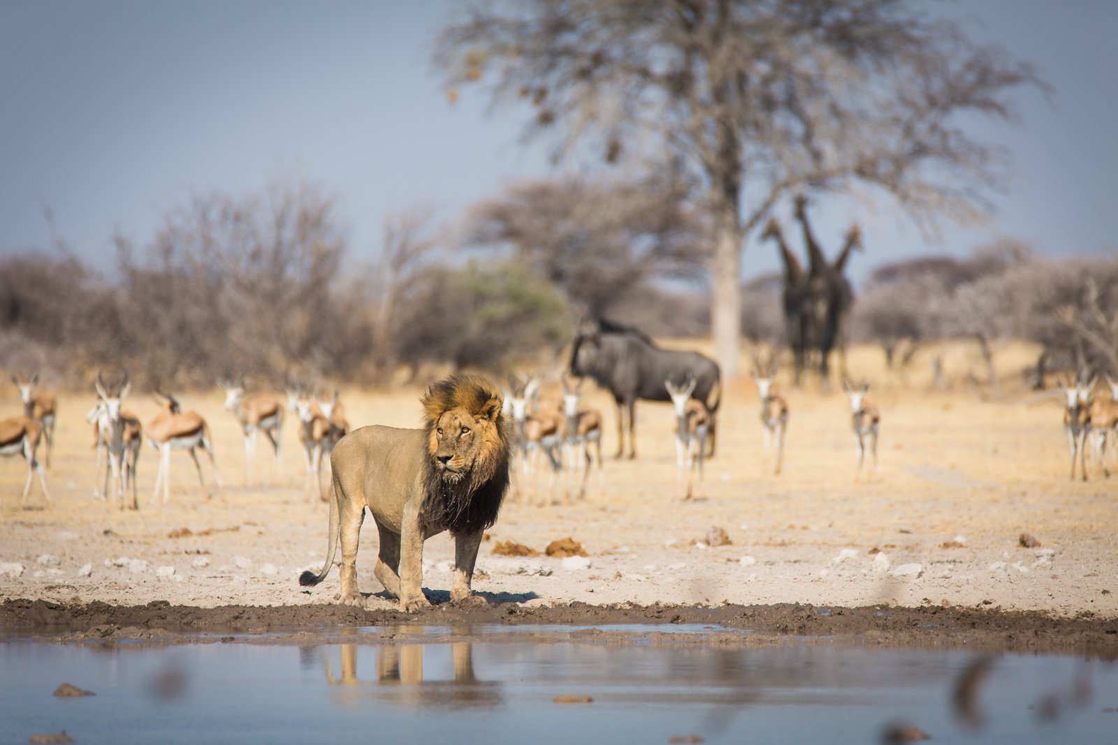 Read more about the article Exploring Wildlife Wonders in Botswana’s National Parks with Bush Ways Safaris