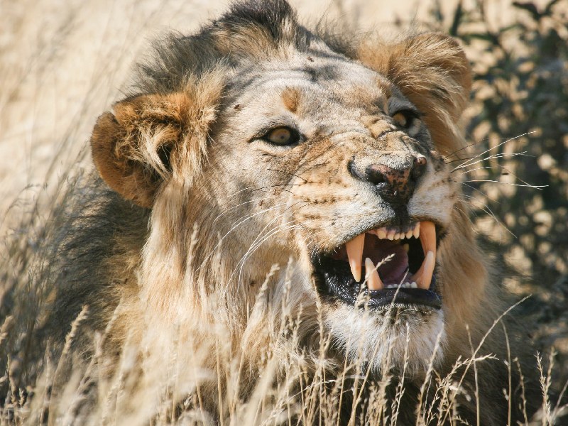 Lion roaring