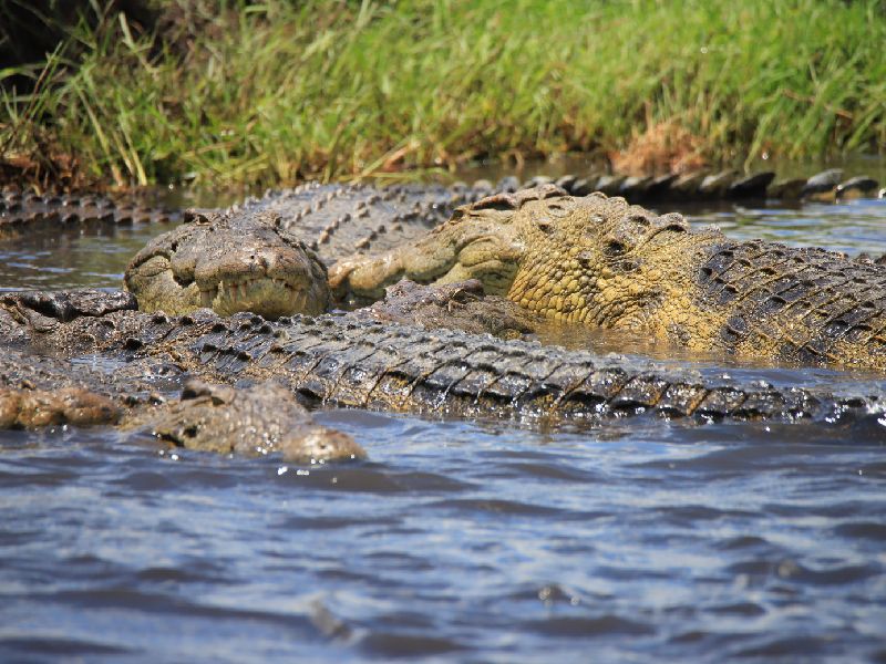 Crocodile in Chobe National Park