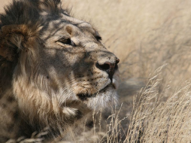 Lion in Central Kalahari