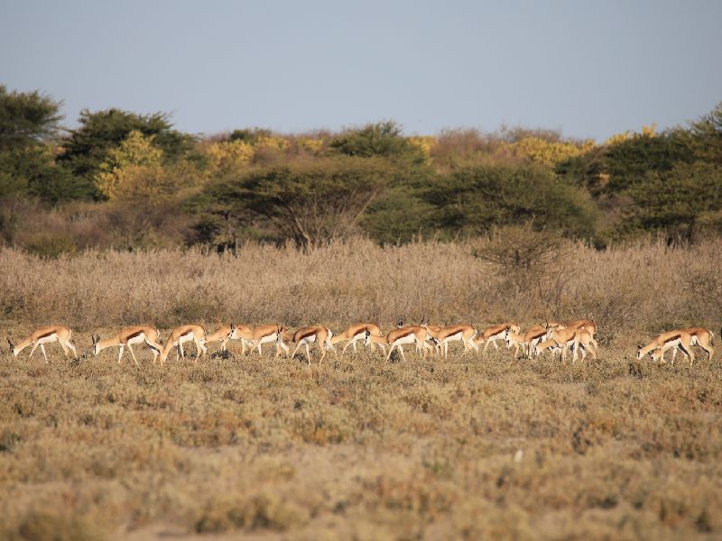 Deer in Central Kalahari