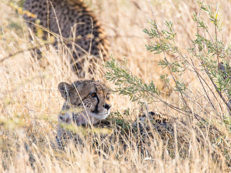 Cheetah resting in Central Kalahari