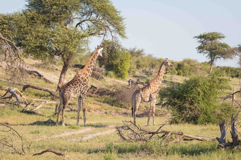 Giraffe in Makgadikgadi