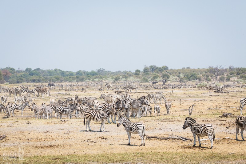 Zebra group in Makgadikgadi