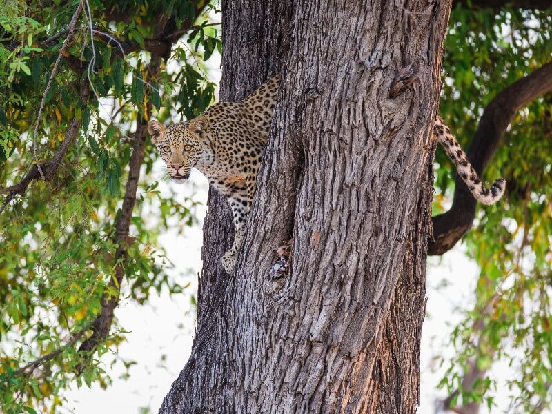 moremi-game-reserve