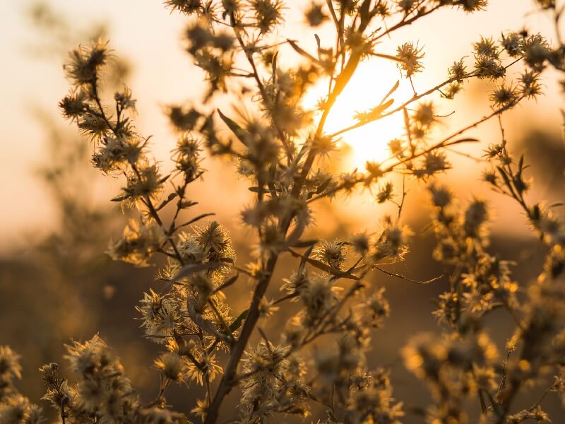 Plants in Okavango Delta