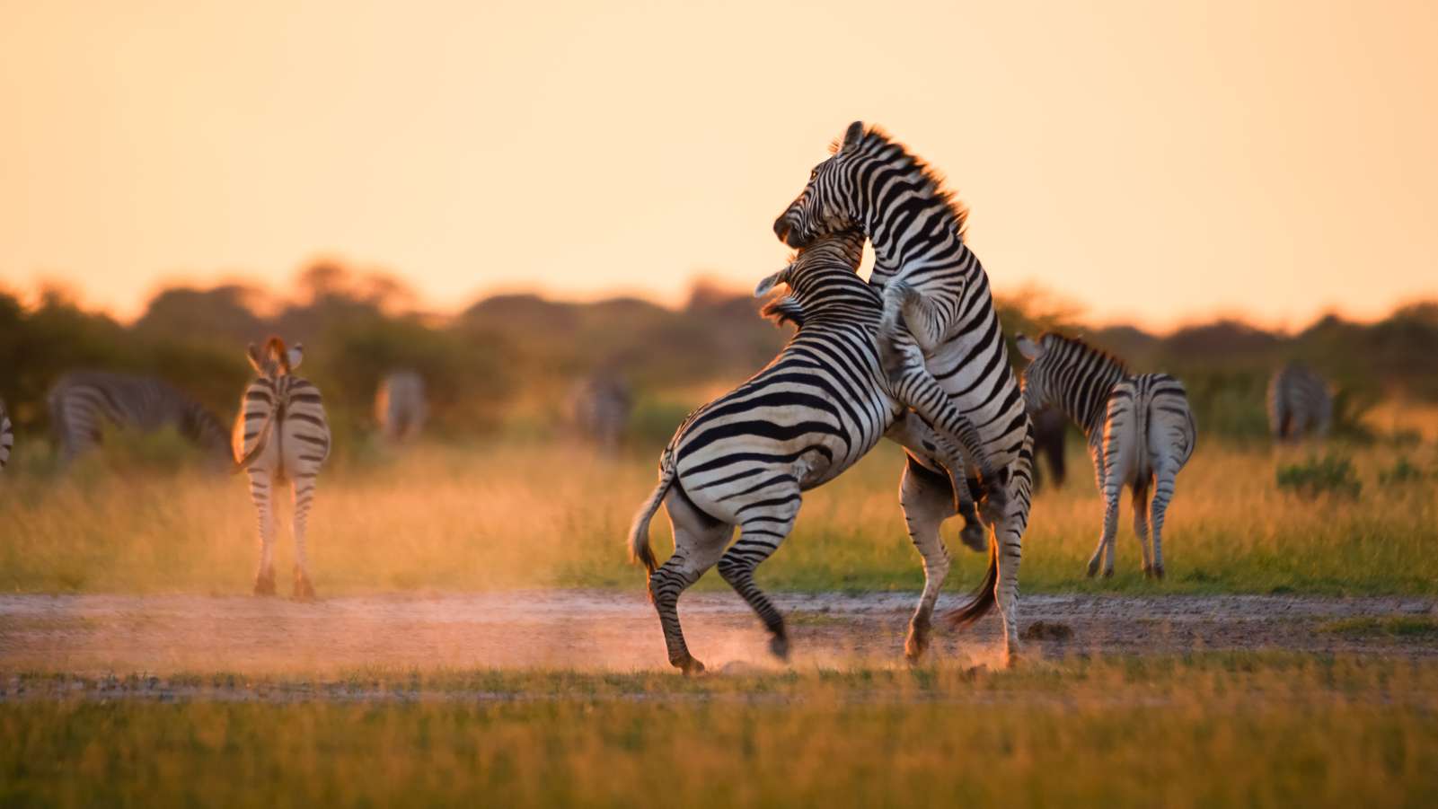 2020b Botswana - Burchell_s zebra - A018_C051_0227VH.0000136