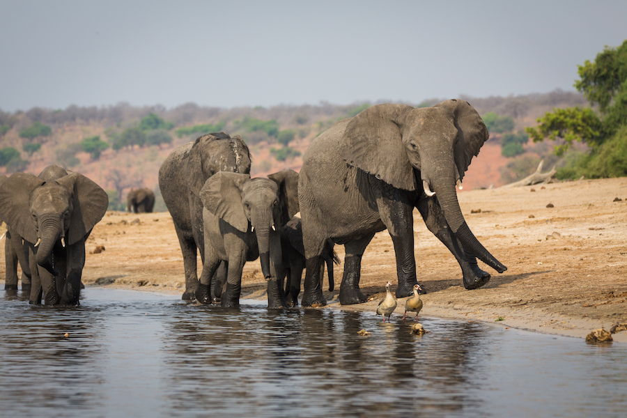 You are currently viewing Chobe / Savute Gallery