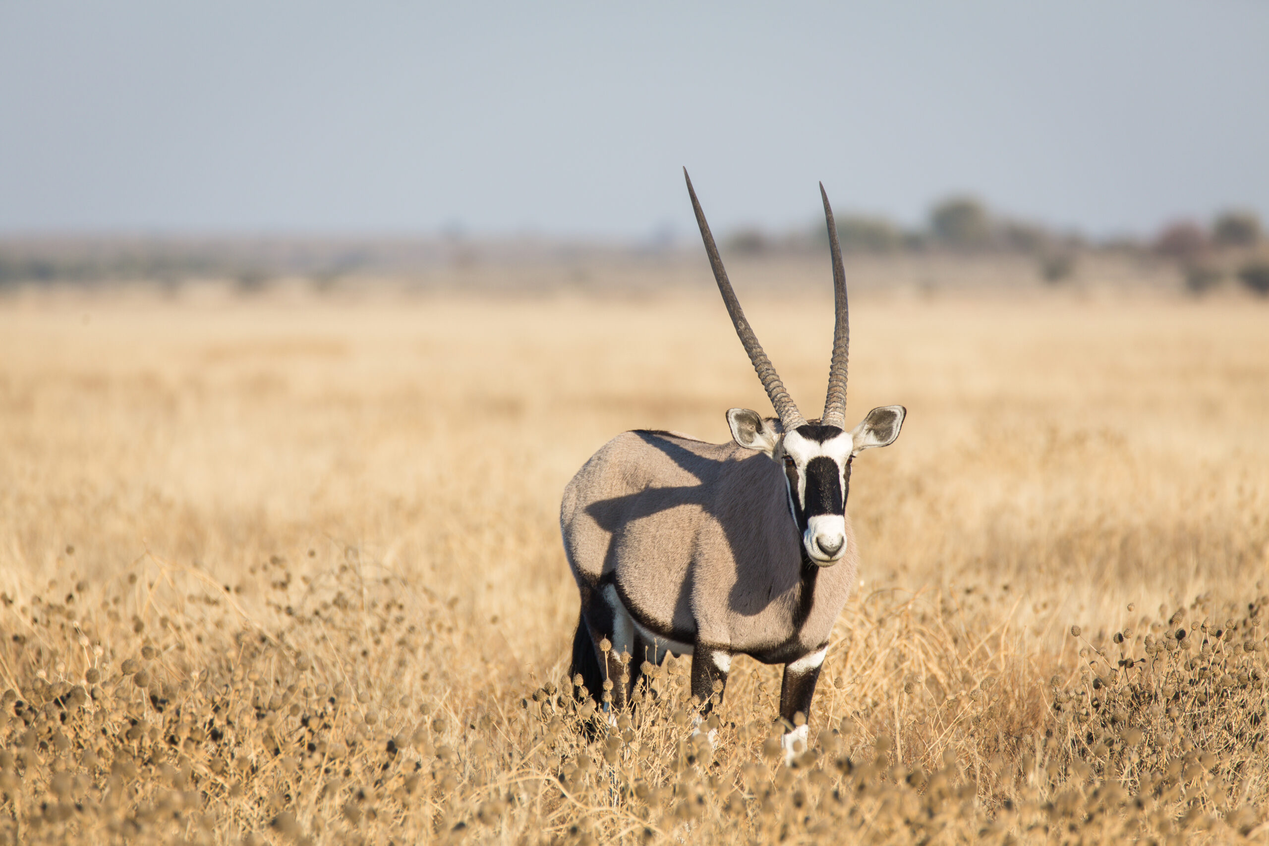 You are currently viewing Kalahari / Nxai Gallery