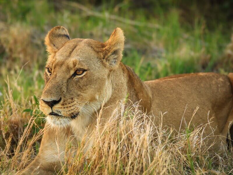 Wild Life Focused Safari