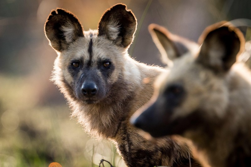 Read more about the article African Wild Dog